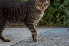 cat