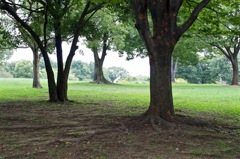 木