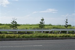 沿道