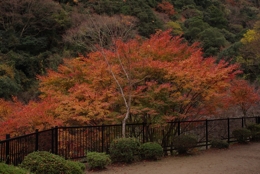風景