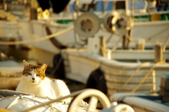 たそがれる港の猫氏