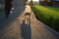 inu