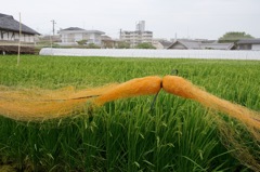 稲穂