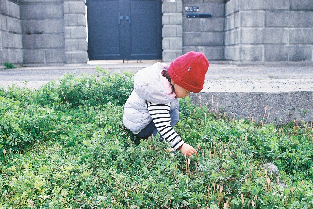 tsukushi
