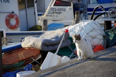 港の猫氏