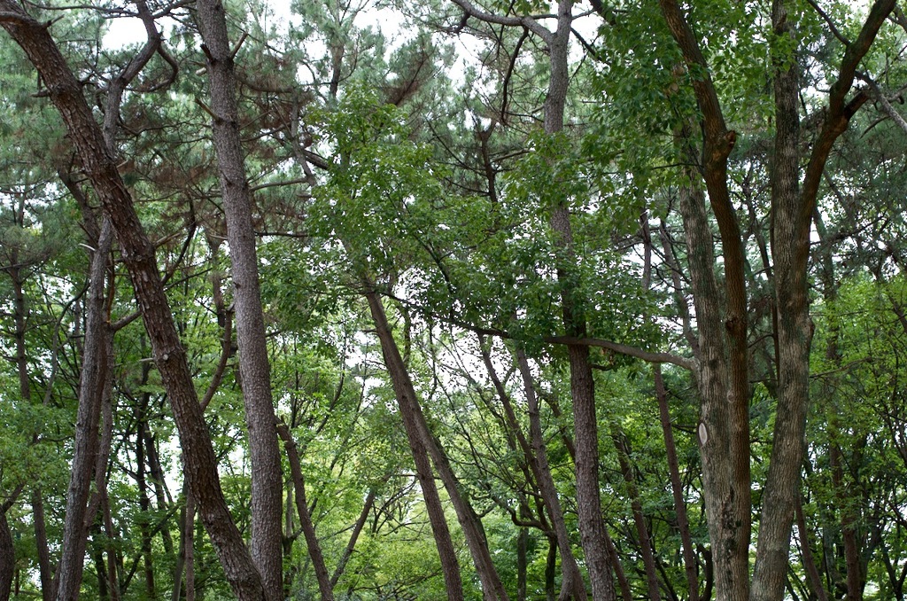 木
