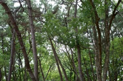 木