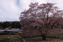 山桜