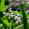 DSCF2457