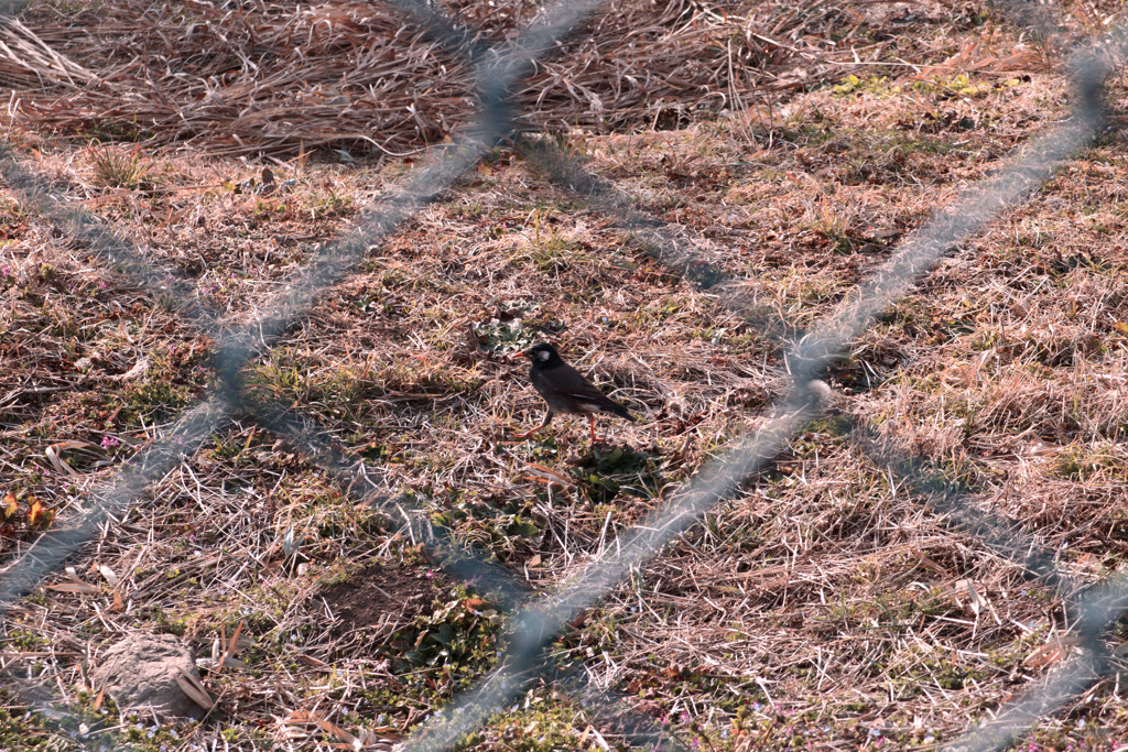 鳥、フェンスの向こう