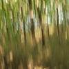 スローシャッターによる印象派風写真 1、木々