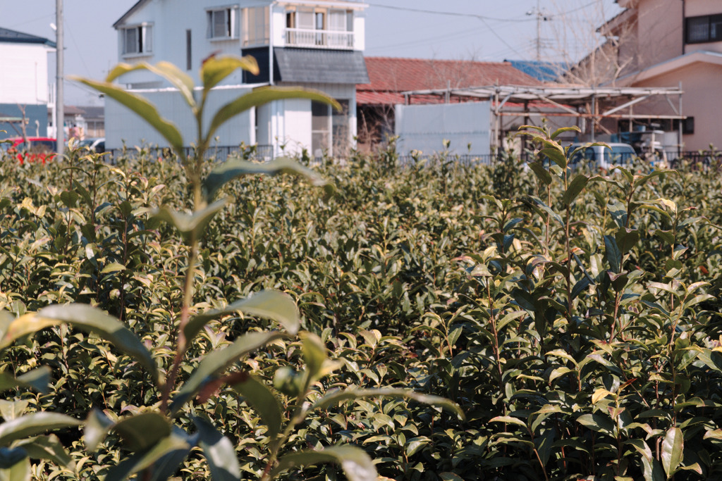 伸びすぎたお茶の木