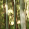 スローシャッターによる印象派風写真 4、竹