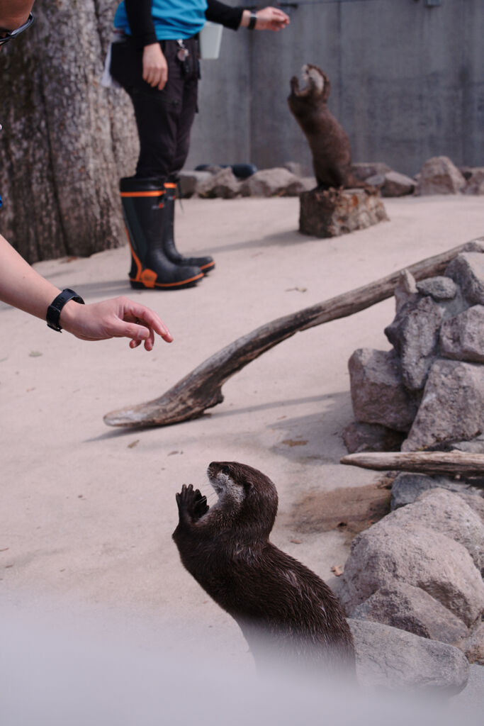 カワウソの餌やり