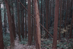 倒木 その1