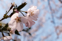 DSCF2653