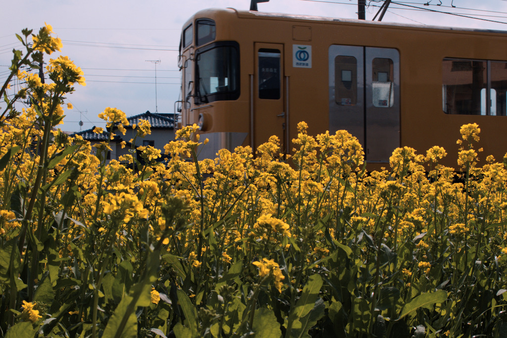 黄色; 花と電車