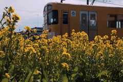 黄色; 花と電車