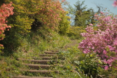 おしゃもじ山公園、花のある階段