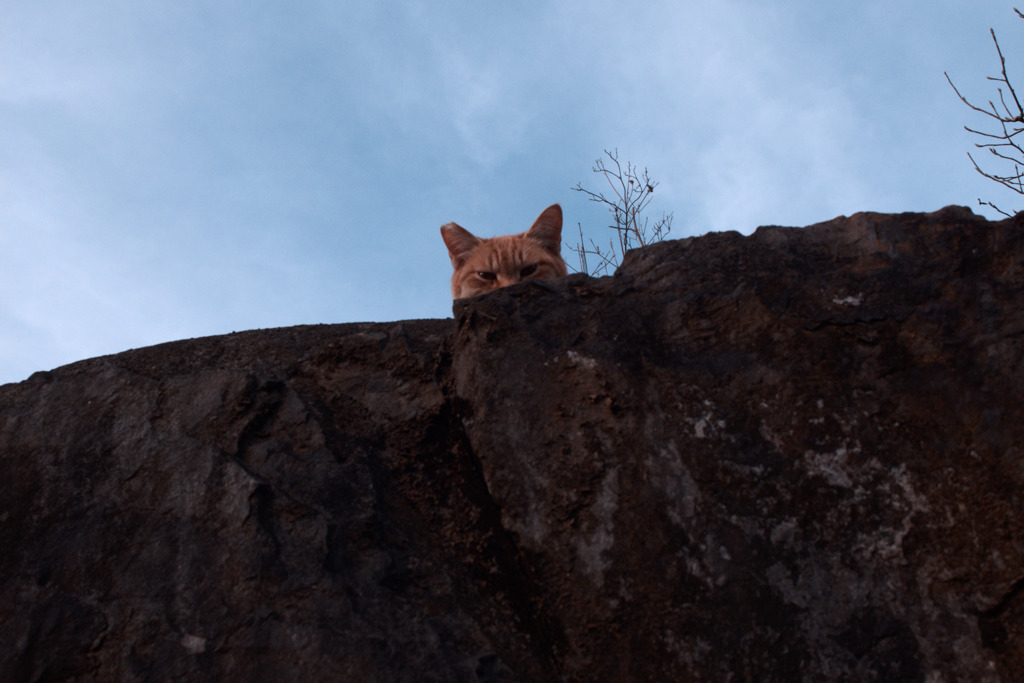 空と猫
