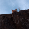 空と猫