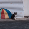 描かれたシャッターと猫