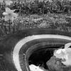 つぶれる花、見る花