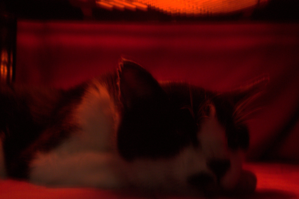 ウチの猫 その2