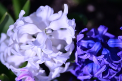 白と紫
