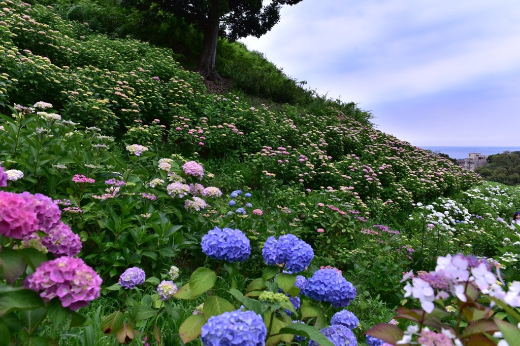 形原 あじさいの里