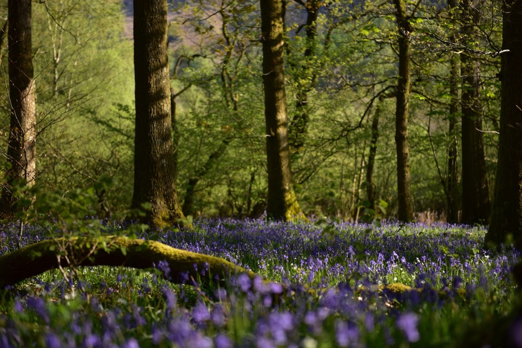 bluebell