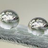 flower balls