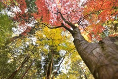 小國神社 紅葉①