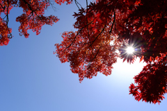 逆紅葉