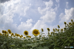 夏の思い出