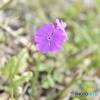 さくら草