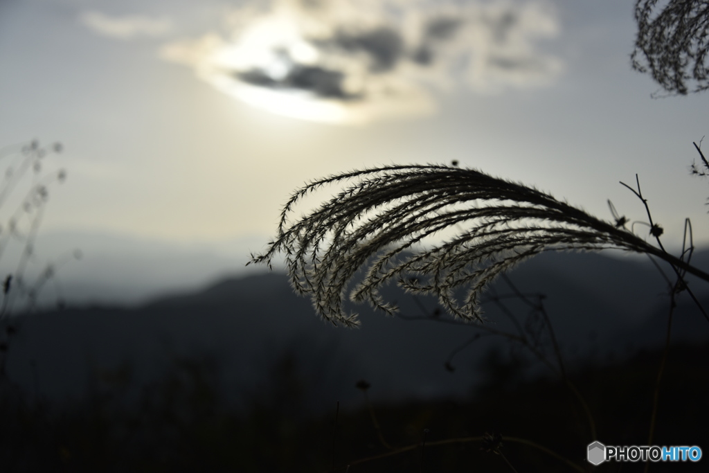 箒草