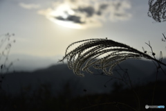 箒草
