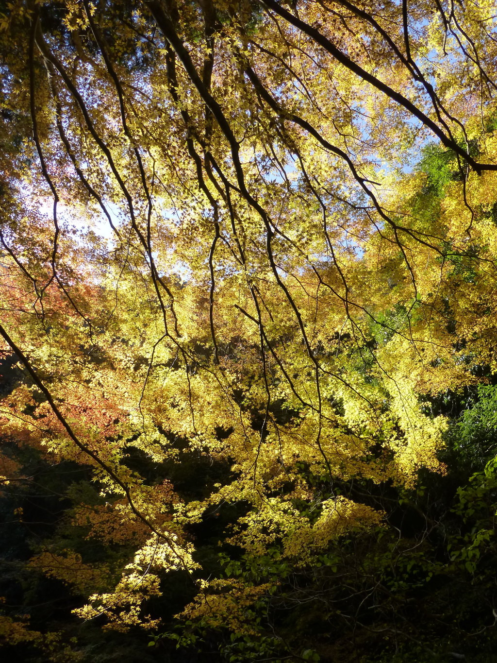 赤目四十八滝　渓谷風景