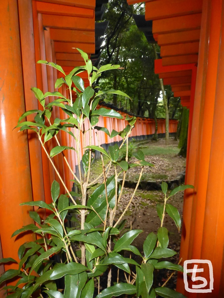 伏見稲荷大社　千本鳥居