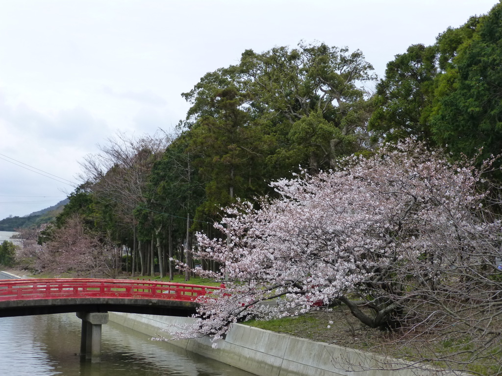 桜を待つ。