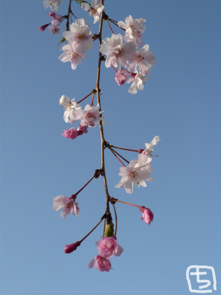 枝垂れ桜