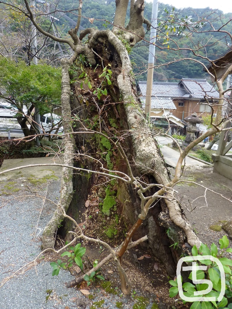 「生命力」