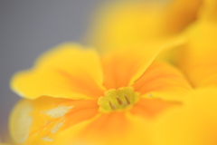 花壇1