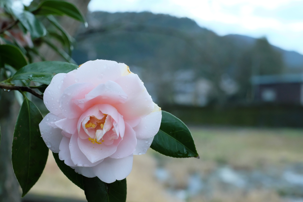 田舎風景