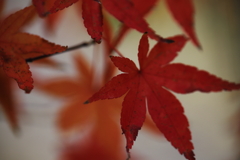 秋月城 紅葉_7