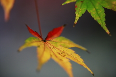 秋月城 紅葉_1