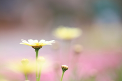 春が・・・