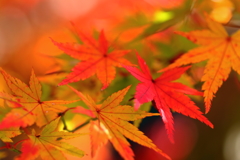 渓谷紅葉3