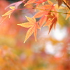 もみじ